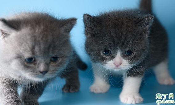 猫猫为何会出现口臭 如何改善猫咪口臭2