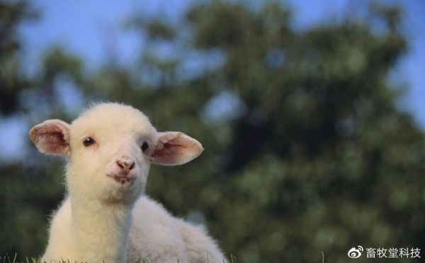 羊長(zhǎng)期消瘦不上膘的原因是什么，養(yǎng)羊戶應(yīng)如何解決?