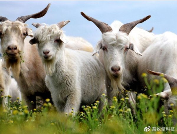 羊長(zhǎng)期消瘦不上膘的原因是什么，養(yǎng)羊戶應(yīng)如何解決?