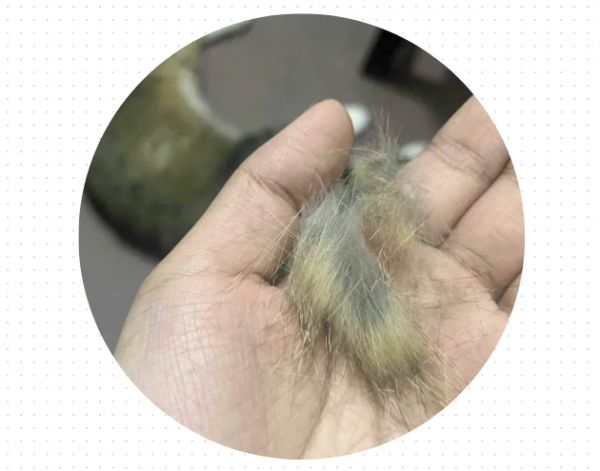 貓咪身上老是掉毛怎么辦？認(rèn)準(zhǔn)這幾招！
