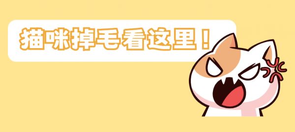 貓咪掉毛怎么辦？