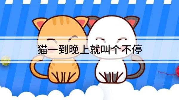 貓一到晚上就叫個不停