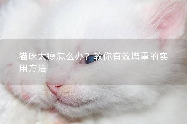 貓咪太瘦怎么辦？教你有效增重的實用方法