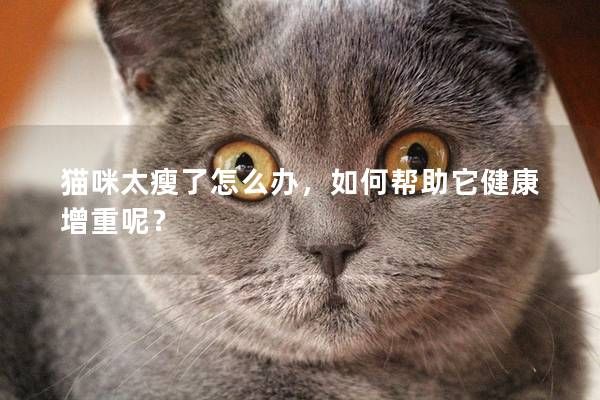 貓咪太瘦了怎么辦，如何幫助它健康增重呢？