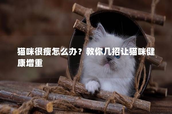 貓咪很瘦怎么辦？教你幾招讓貓咪健康增重