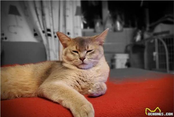 猫咪有应激反应，怎么办？怎么哄哄它呢？