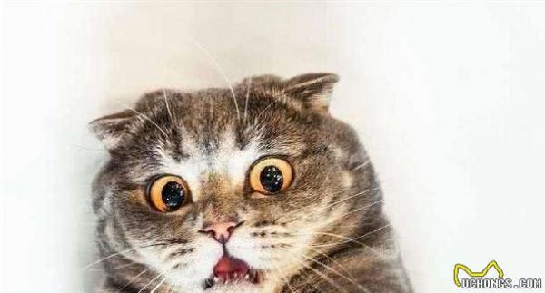 猫咪有应激反应，怎么办？怎么哄哄它呢？