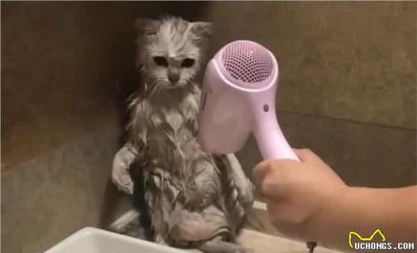 猫咪有应激反应，怎么办？怎么哄哄它呢？