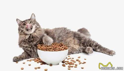 猫咪有应激反应，怎么办？怎么哄哄它呢？