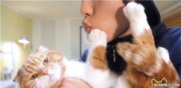 猫咪有应激反应，怎么办？怎么哄哄它呢？