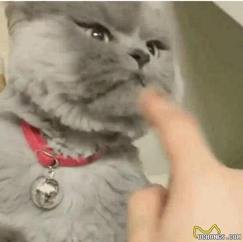 猫咪有应激反应，怎么办？怎么哄哄它呢？