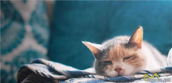 猫咪有应激反应，怎么办？怎么哄哄它呢？