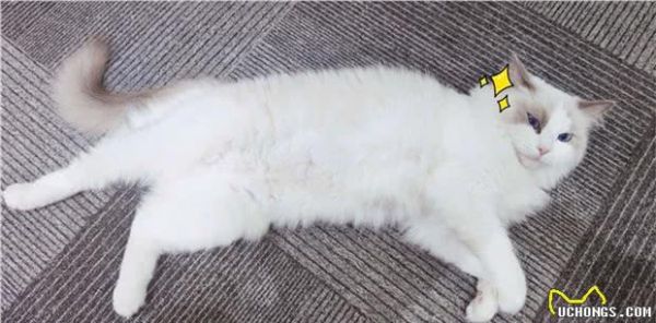 猫咪有应激反应，怎么办？怎么哄哄它呢？