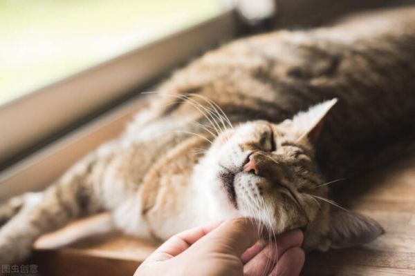 减少猫掉毛最有效的方法(注意梳毛、控盐与卵磷脂的补充)
