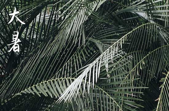 2023大暑是入伏第一天吗 大暑节气是不是入伏