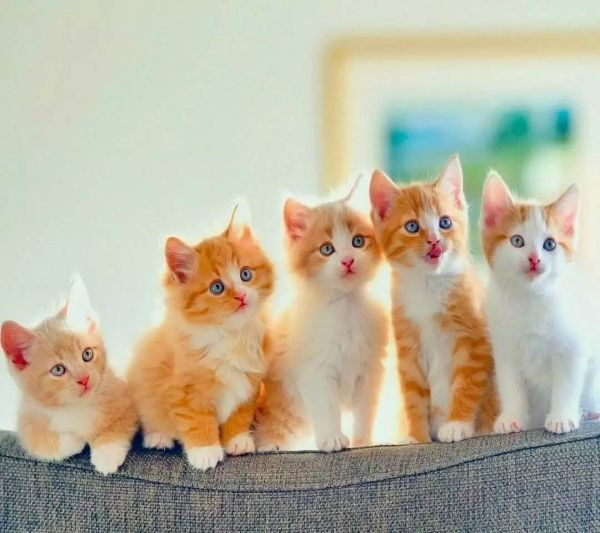 猫咪做绝育手术，必看的10条注意事项！