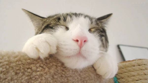 猫咪做绝育手术，必看的10条注意事项！