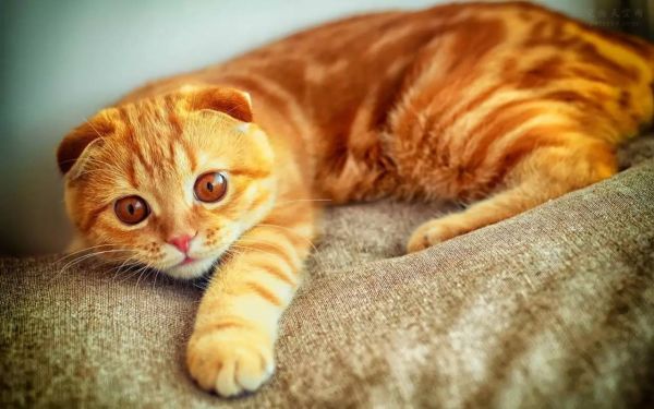 猫咪做绝育手术，必看的10条注意事项！