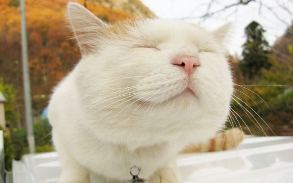 猫咪做绝育手术，必看的10条注意事项！