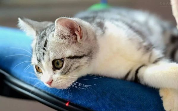 猫咪做绝育手术，必看的10条注意事项！