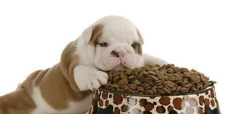 如何讓一個月的小狗快速增胖（寵物營養(yǎng)的重要性、合理搭配食譜、適量運動等有效增重方式）