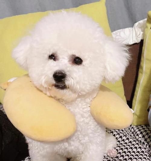 如何讓一個月的小狗快速增胖（寵物營養(yǎng)的重要性、合理搭配食譜、適量運動等有效增重方式）