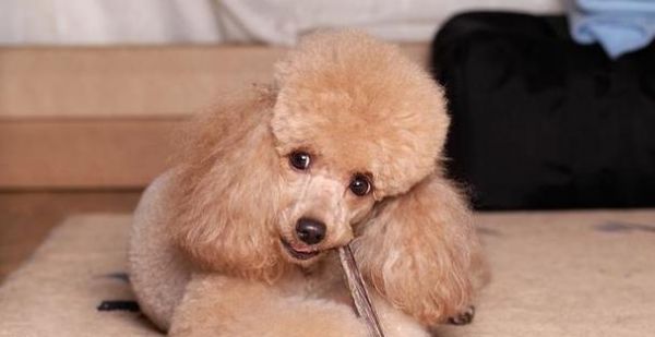 如何讓一個月的小狗快速增胖（寵物營養(yǎng)的重要性、合理搭配食譜、適量運動等有效增重方式）