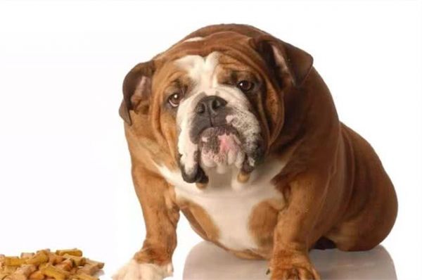 人患糖尿病很常見，那么鏟屎官們知道犬糖尿病嗎？怎么回事呢？