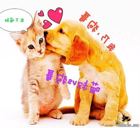 人患糖尿病很常見，那么鏟屎官們知道犬糖尿病嗎？怎么回事呢？