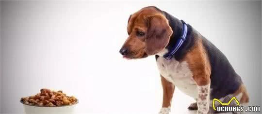 人患糖尿病很常見，那么鏟屎官們知道犬糖尿病嗎？怎么回事呢？