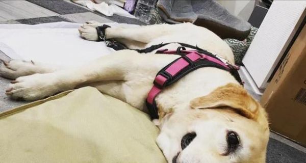 猫咪四肢僵硬发抖失禁，急需抢救（宠物主人必须了解的猫咪健康问题）