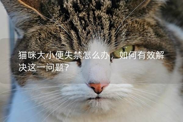 貓咪大小便失禁怎么辦，如何有效解決這一問(wèn)題？
