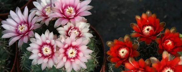 绯花玉的种植，怎么养才能茁壮成长