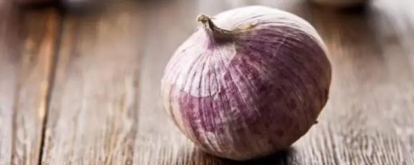 獨(dú)頭蒜什么時(shí)候種植，種植方法分享