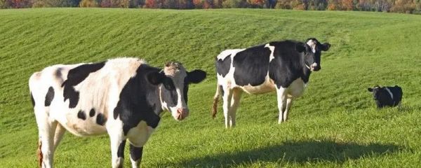 奶牛的飼養(yǎng)，注意事項(xiàng)
