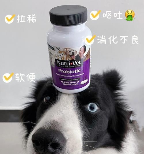 小狗胃抽搐，不要慌！（如何應(yīng)對小狗胃抽搐的情況，讓它們快速康復(fù)）