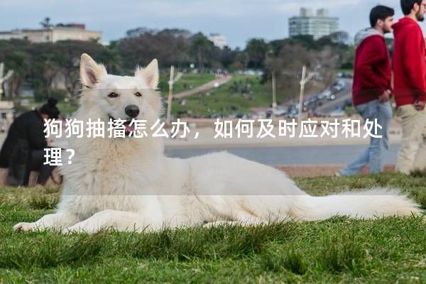 狗狗抽搐怎么辦，如何及時應(yīng)對和處理？