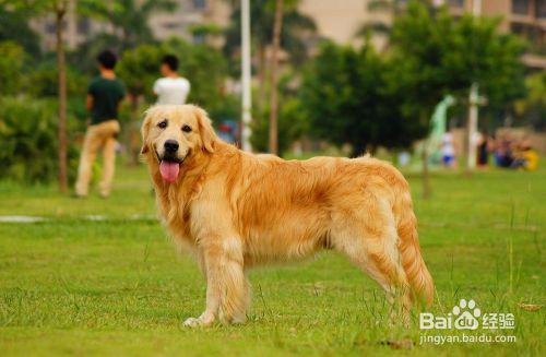 提防狗狗產(chǎn)后抽搐