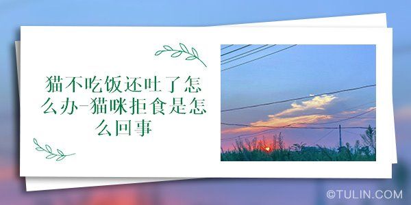 貓不吃飯還吐了怎么辦-貓咪拒食是怎么回事