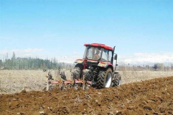 种小葱的方法,后期需给予全天候的散光照射