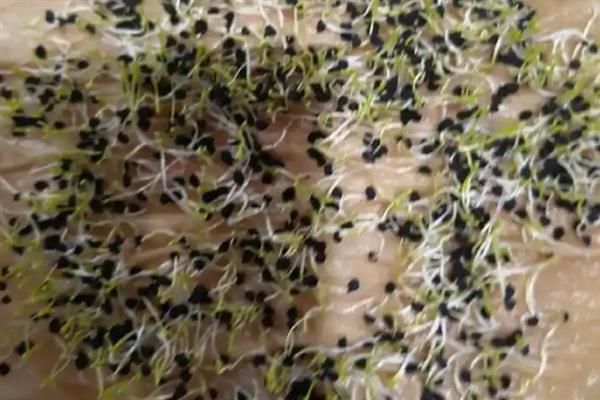 种小葱的方法,后期需给予全天候的散光照射