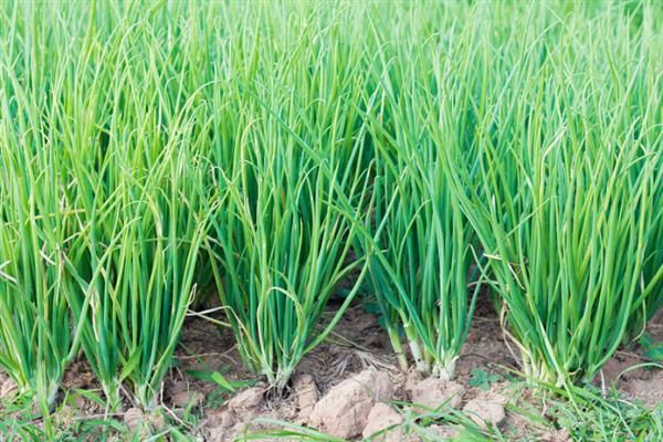 种小葱的方法,后期需给予全天候的散光照射