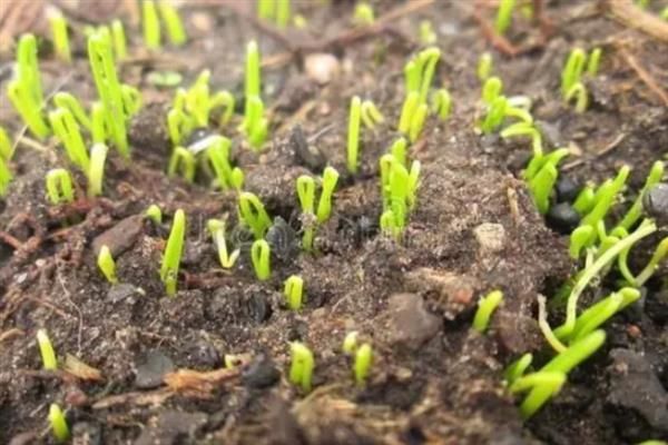 种小葱的方法,后期需给予全天候的散光照射