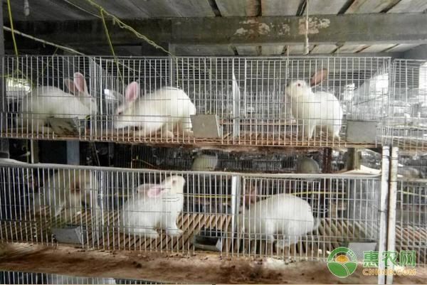 兔子不吃东西怎么办？-图片版权归惠农网所有