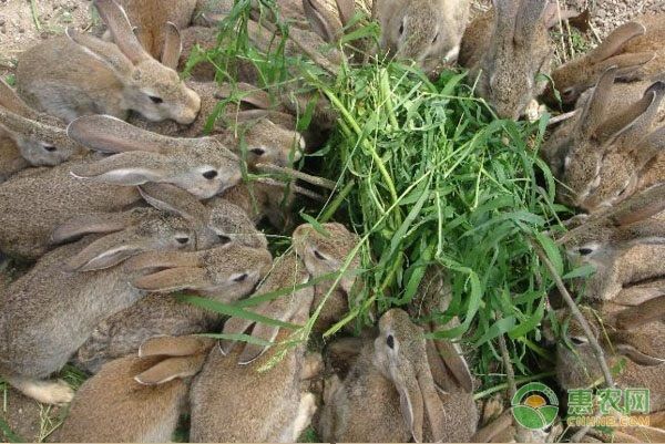 兔子不吃东西怎么办？-图片版权归惠农网所有