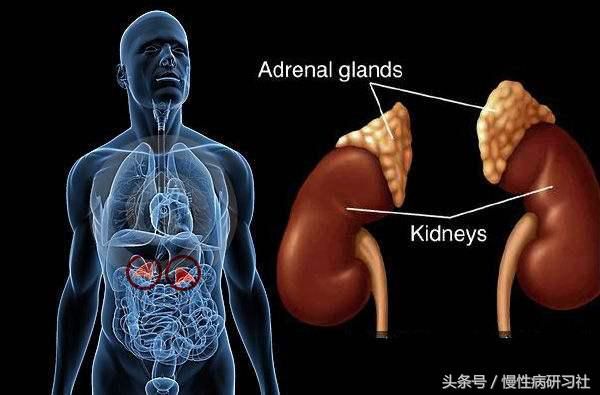 2型糖尿病患者身體越來(lái)越消瘦的原因是……