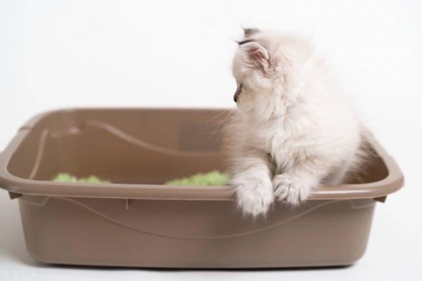 猫咪大便太干了怎么办?让猫咪恢复正常排便的方法