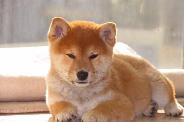 狗狗打嗝常見原因