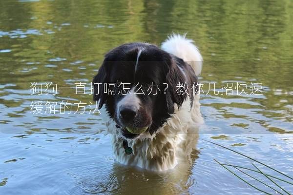 狗狗一直打嗝怎么辦？教你幾招快速緩解的方法