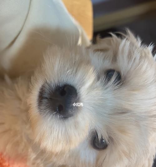 狗為什么會(huì)打嗝？——解析狗狗打嗝的原因與應(yīng)對方法